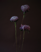 Asters