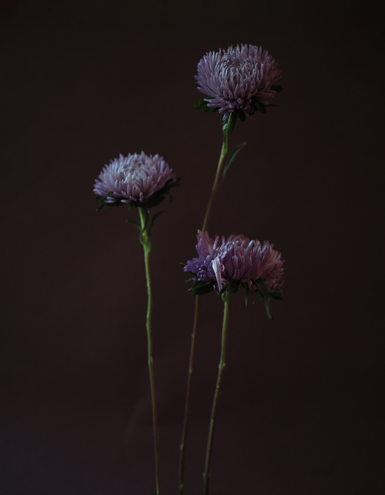 Asters