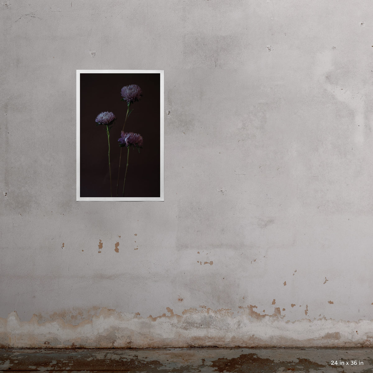 Asters