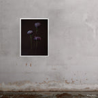 Asters