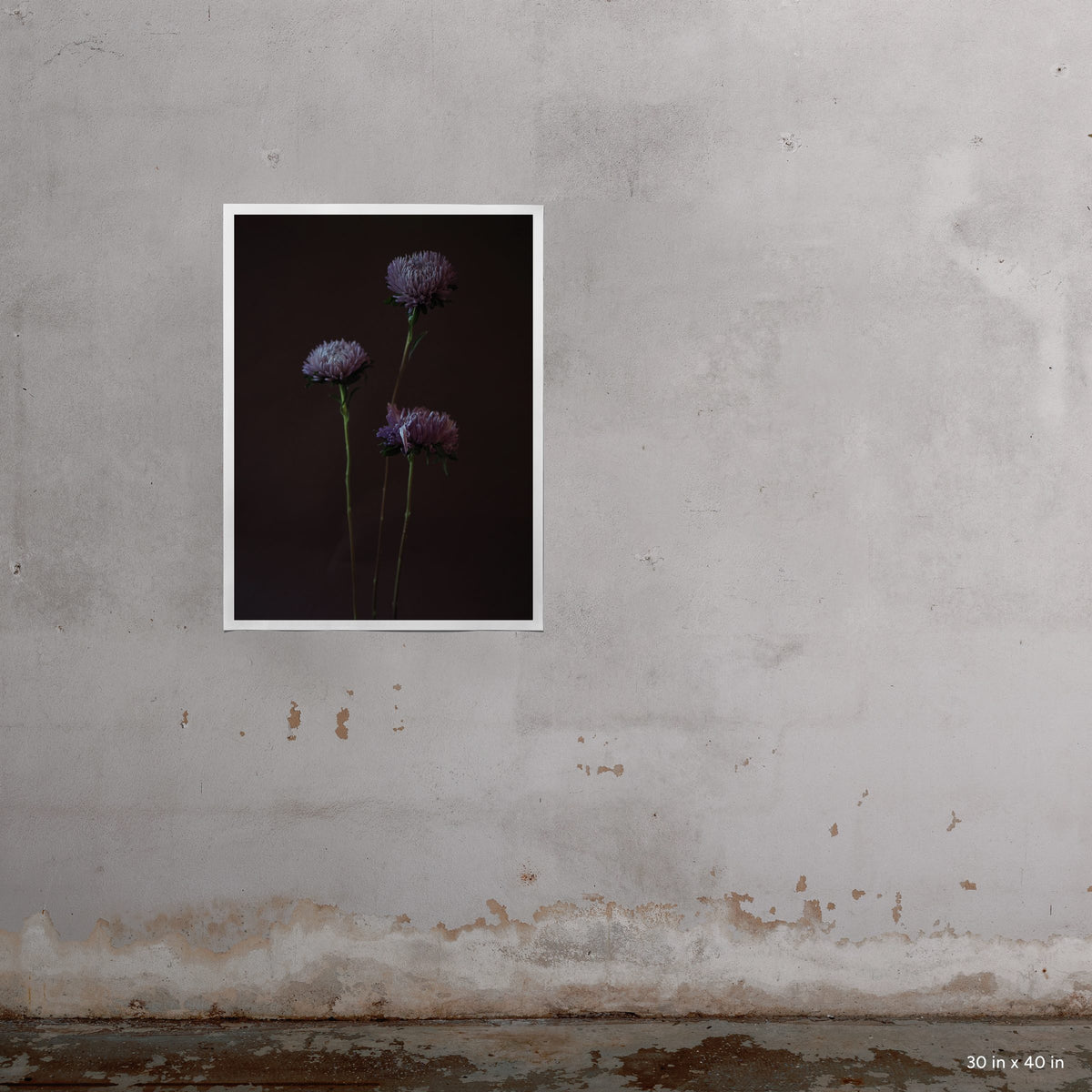 Asters