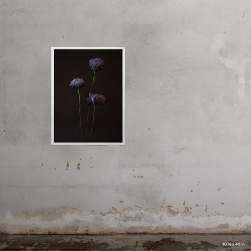 Asters