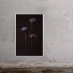 Asters