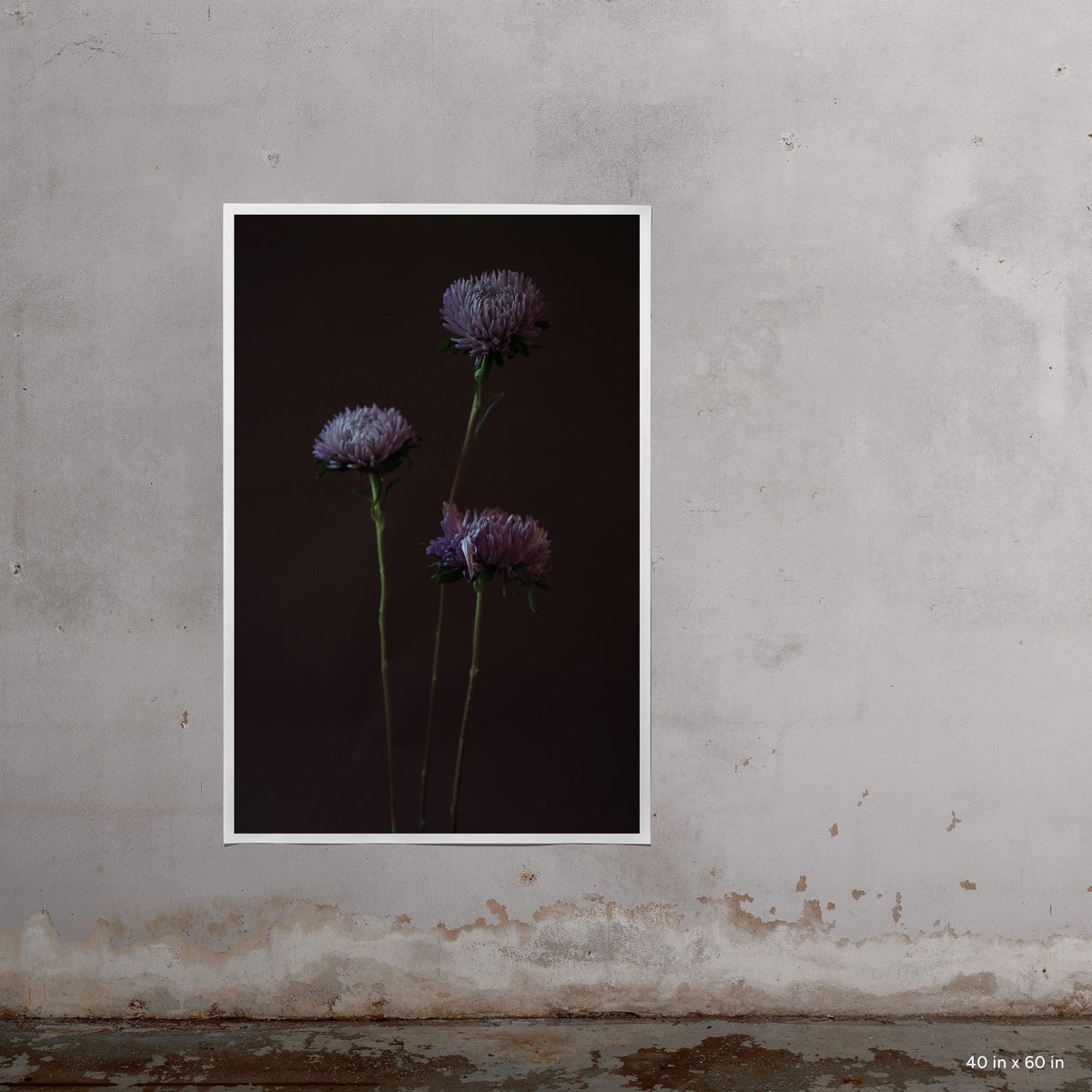 Asters