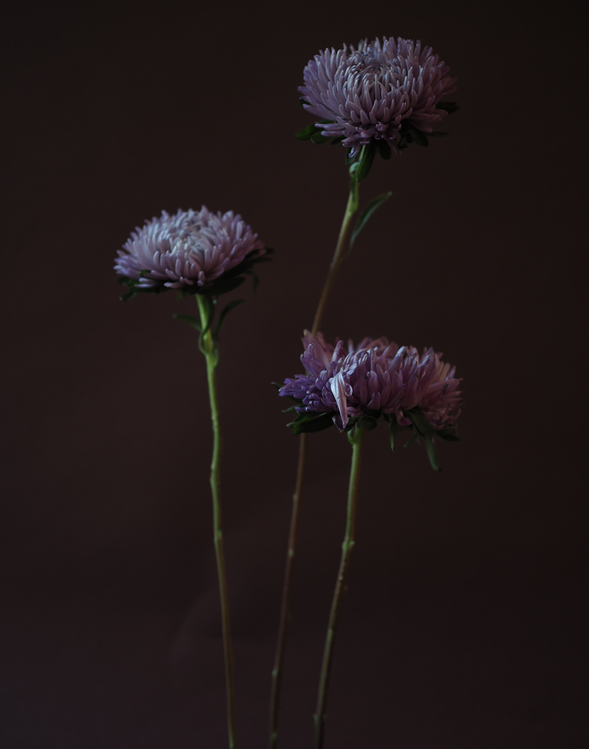 AWB Asters
