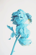 Blue Peony