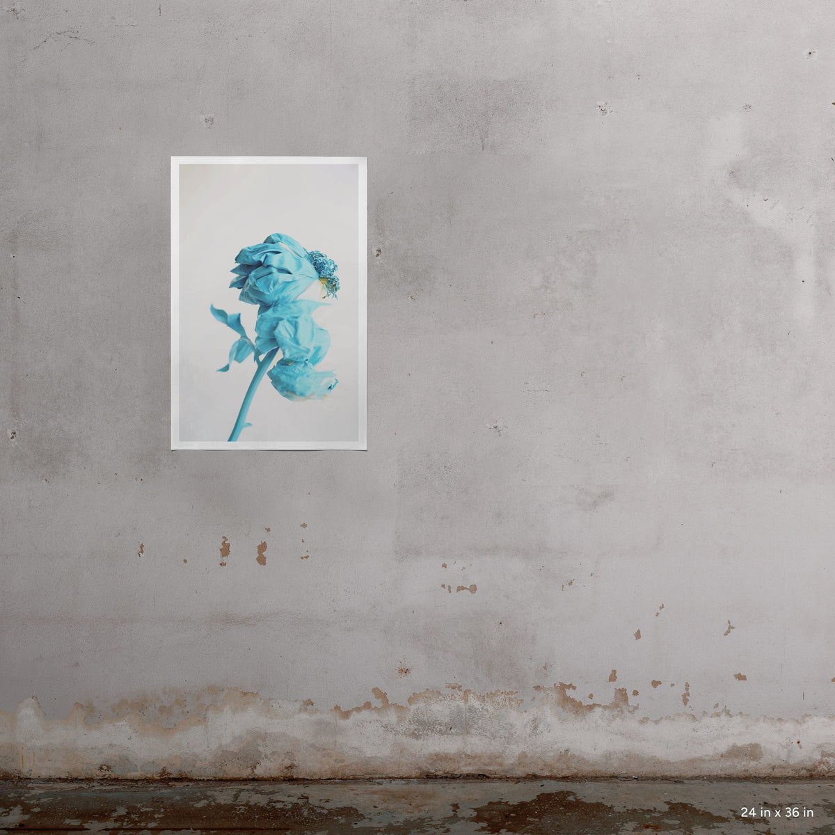 Blue Peony