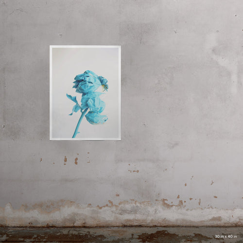Blue Peony