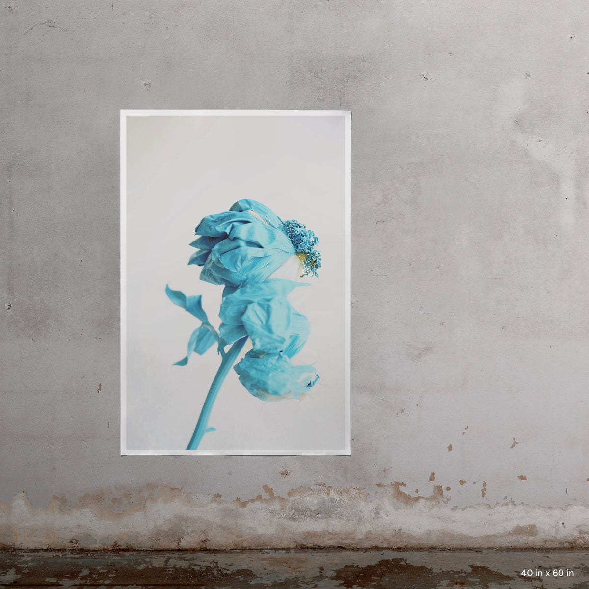 Blue Peony