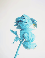 Blue Peony