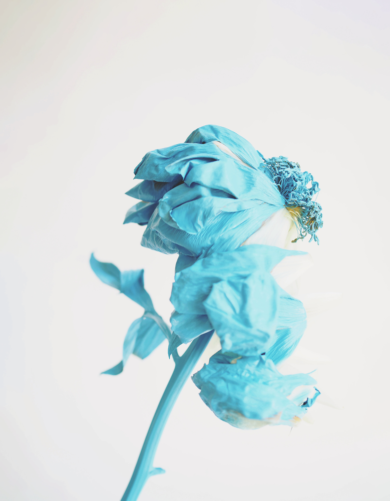 Blue Peony