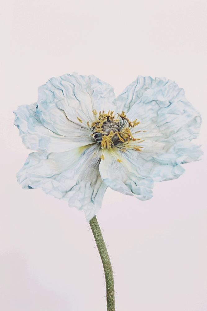 Blue Poppy 1
