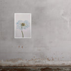 Blue Poppy 1