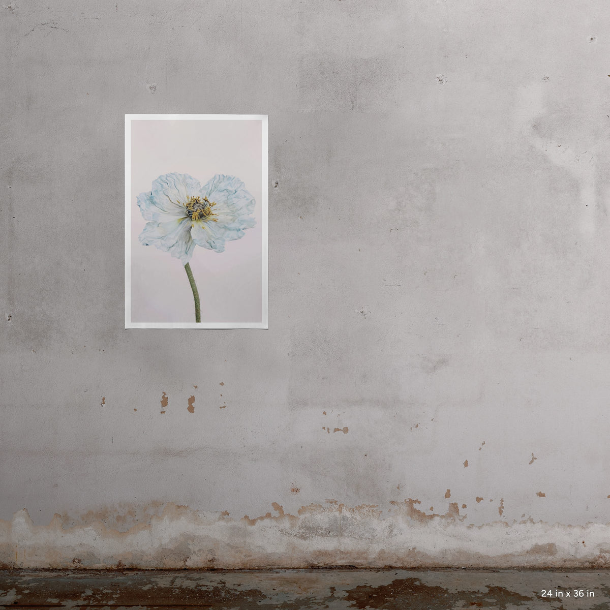 Blue Poppy 1