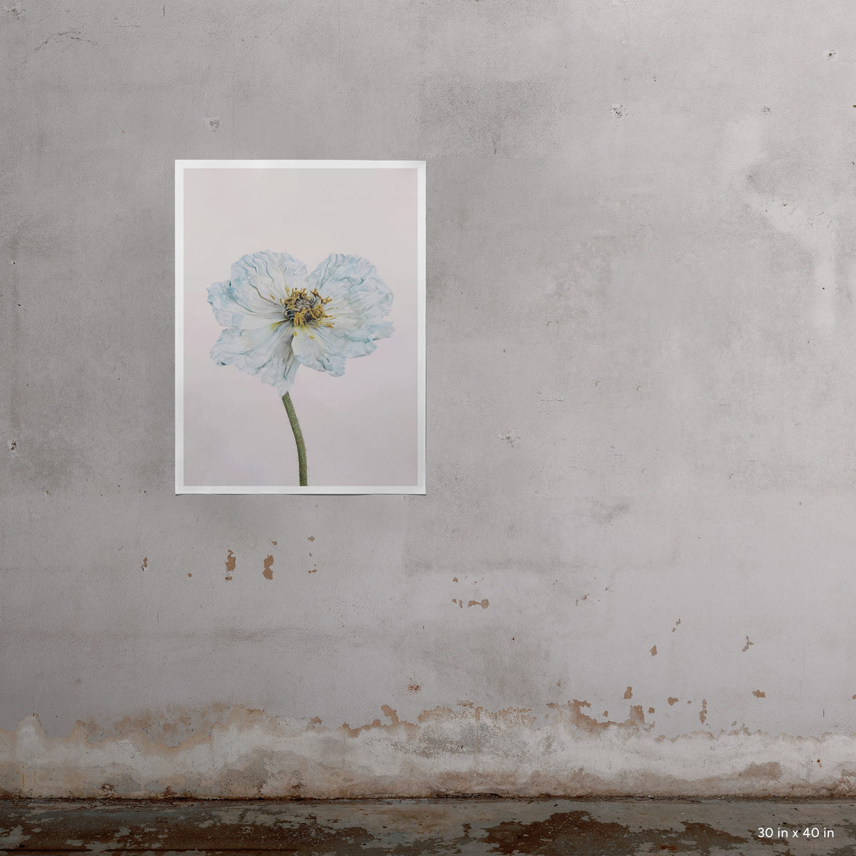 Blue Poppy 1