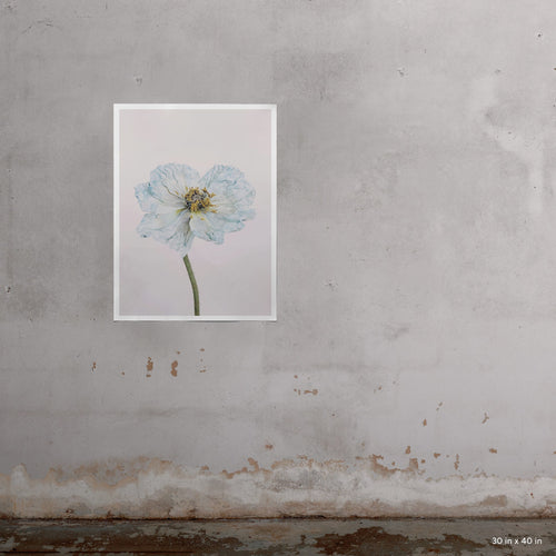 Blue Poppy 1