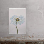 Blue Poppy 1