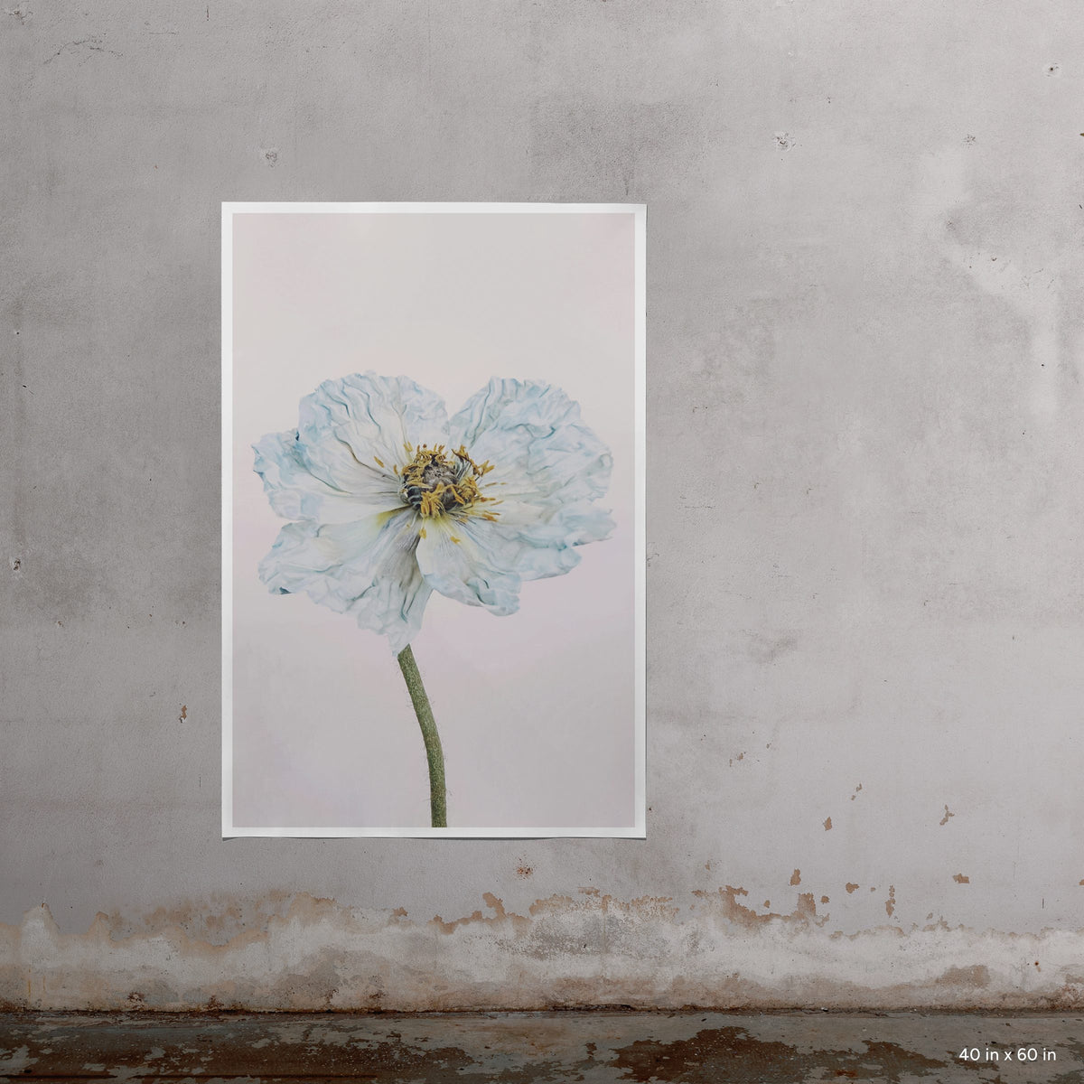 Blue Poppy 1