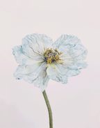 Blue Poppy 1