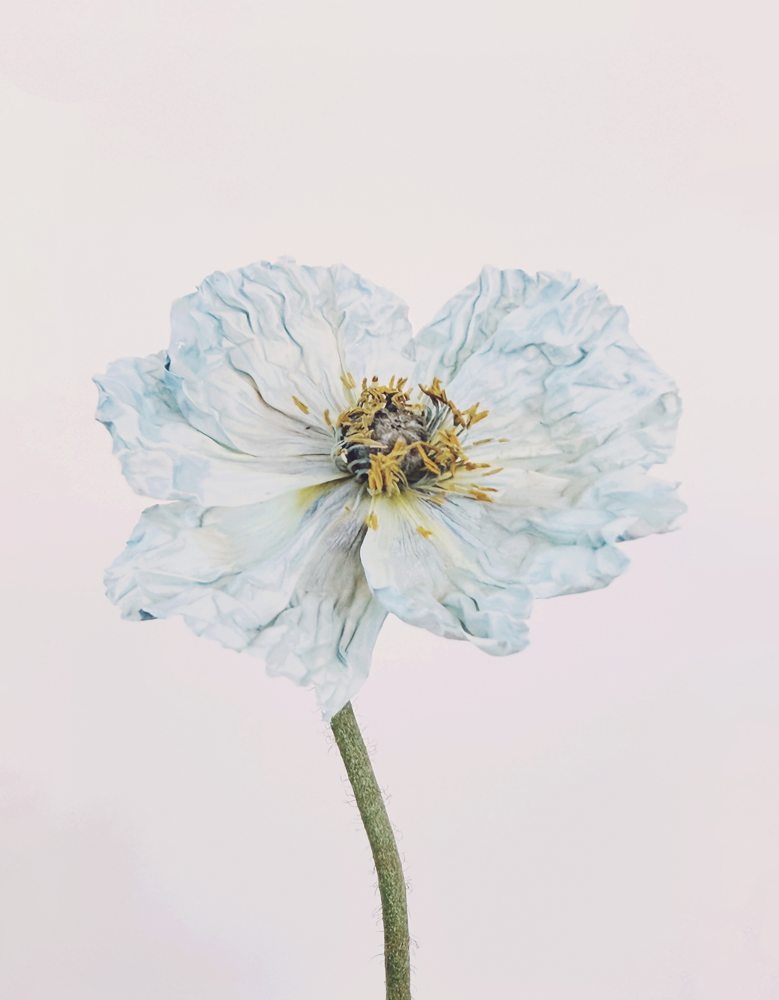 Blue Poppy 1