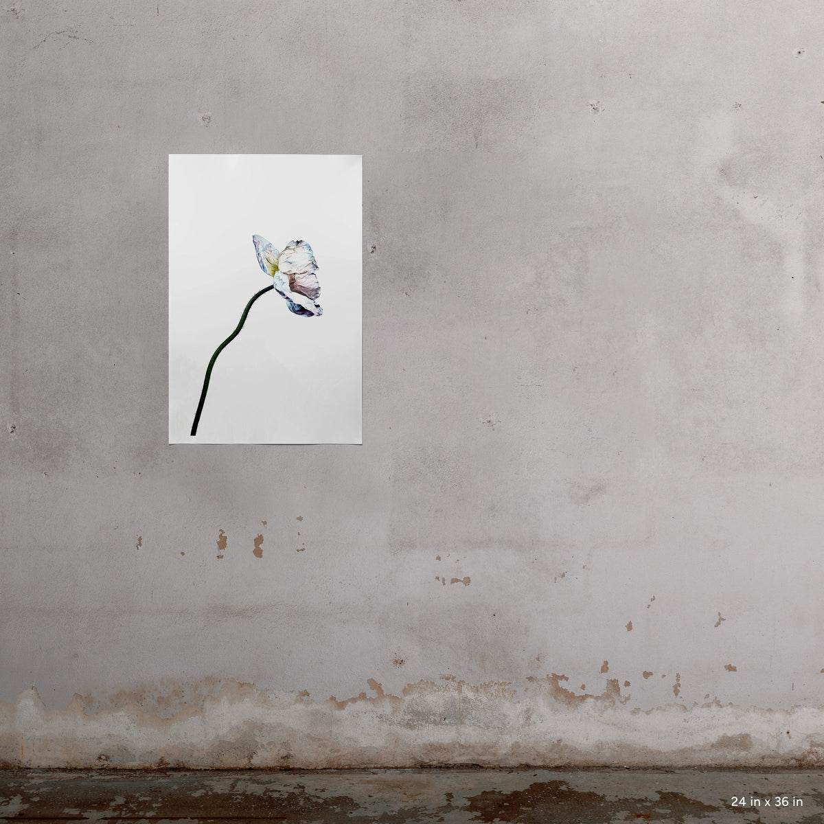 Blue Poppy 7