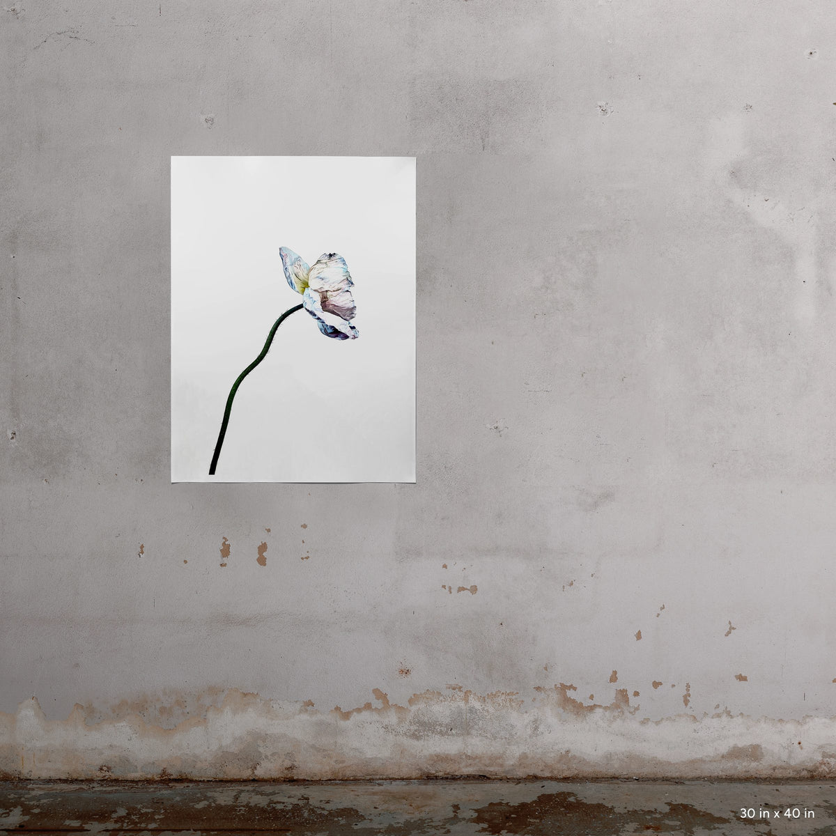 Blue Poppy 7