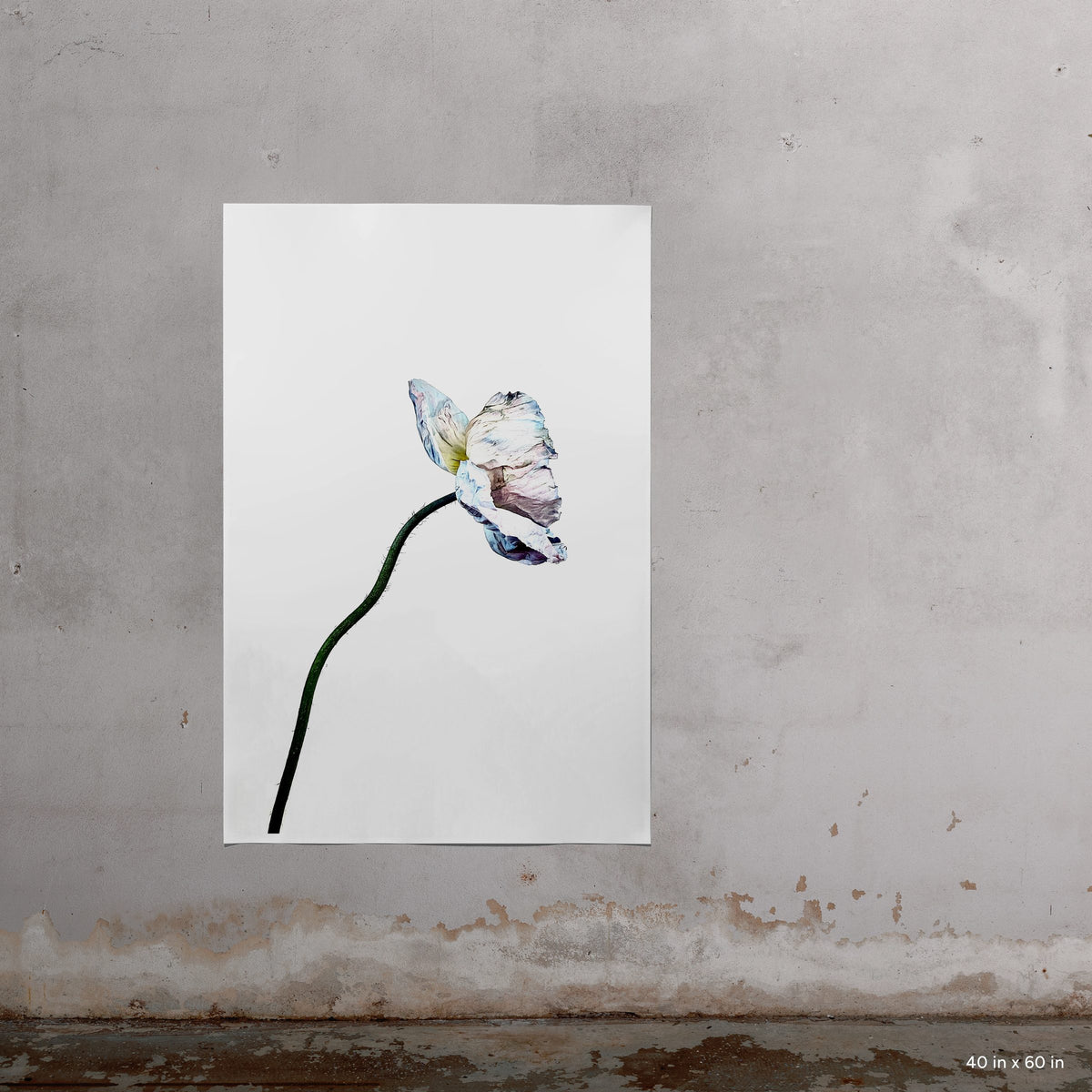 Blue Poppy 7