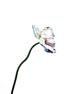 Blue Poppy 7
