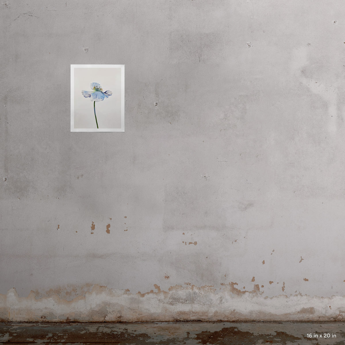 Blue Poppy 9