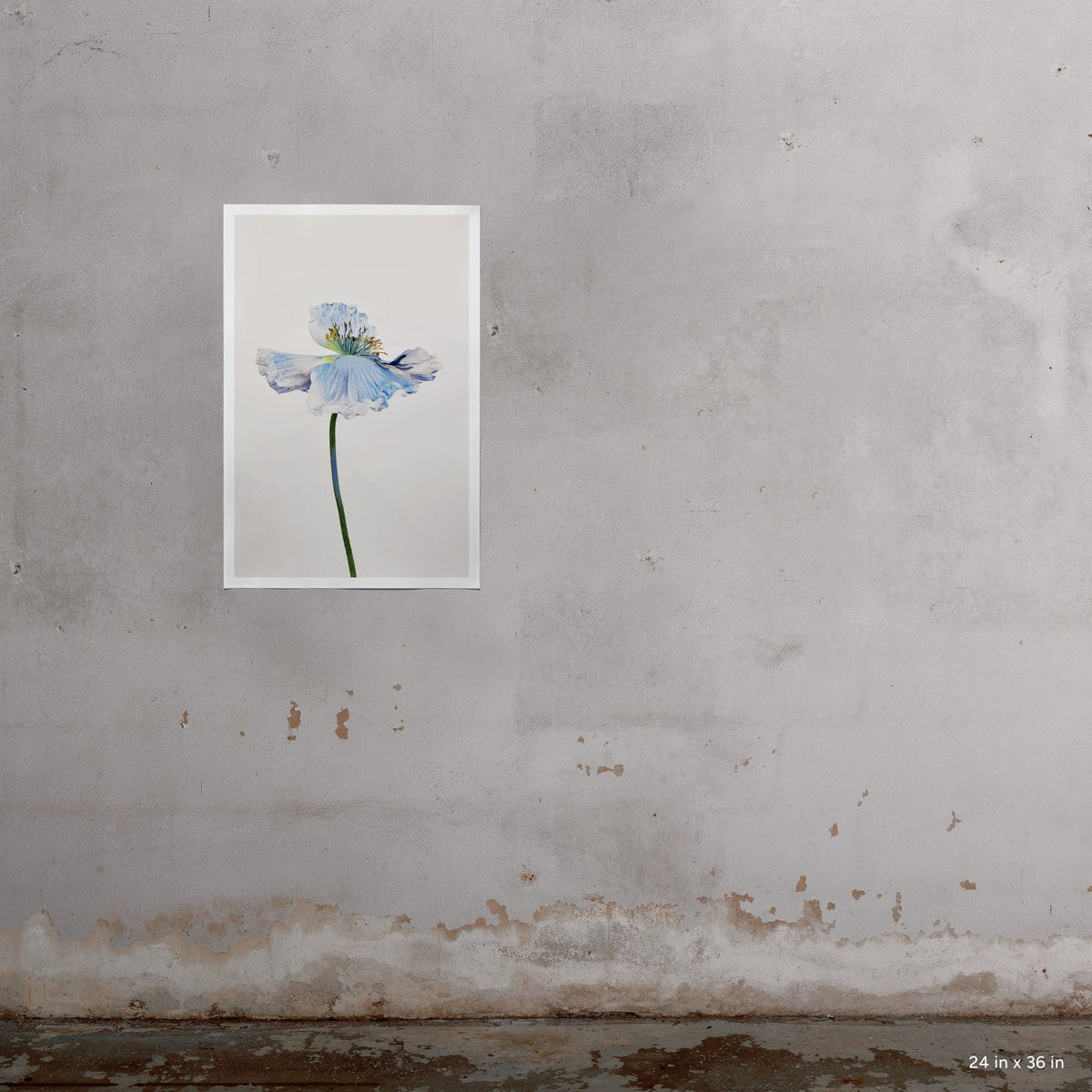 Blue Poppy 9