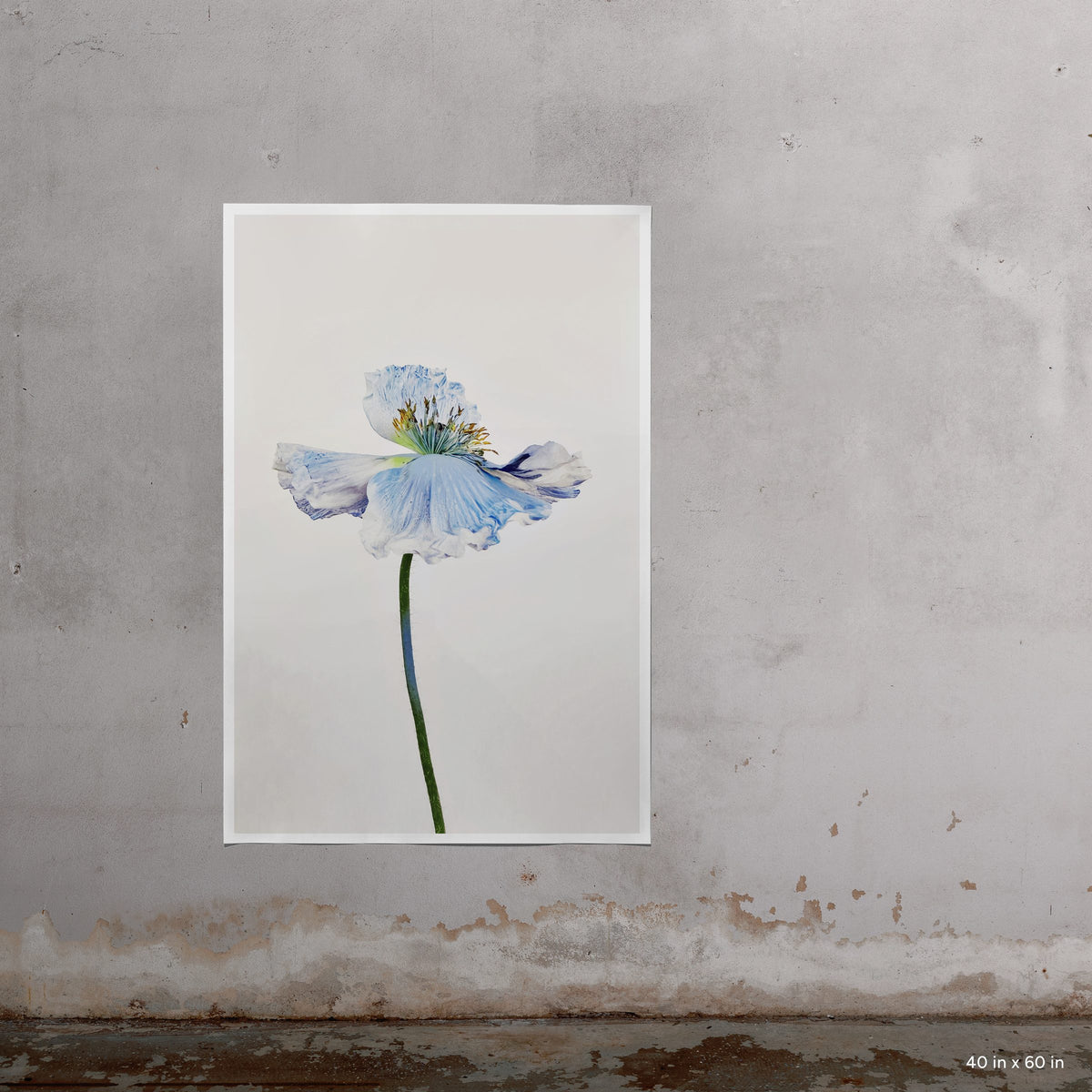 Blue Poppy 9