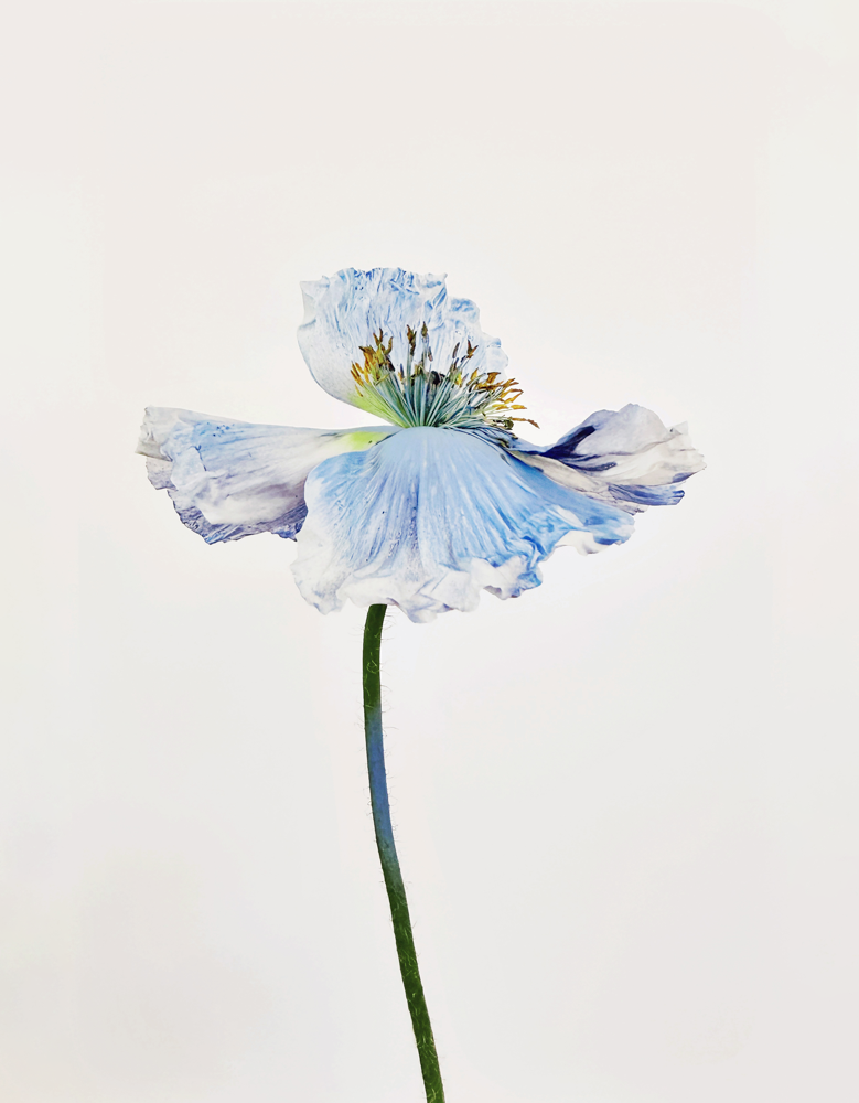 Blue Poppy 9