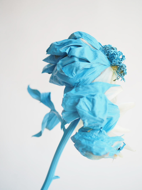 Ashley Woodson Bailey Blue Peony Artwork