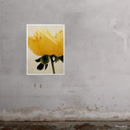 30x40" Charlotte art print by Ashley Woodson Bailey, a single yellow rose glowing with the quiet confidence of something needing no backdrop.