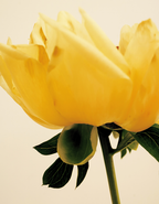 Charlotte art print by Ashley Woodson Bailey, a single yellow rose glowing with the quiet confidence of something needing no backdrop.