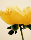 Ashley Woodson Bailey Charlotte Artwork