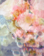Coquette art print by Ashley Woodson Bailey, blush and coral blooms in soft focus, romantic, playful, and a little seductive.