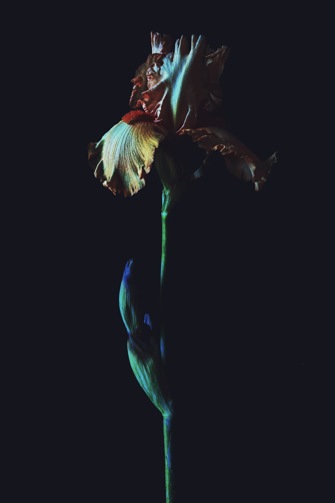Dark Iris