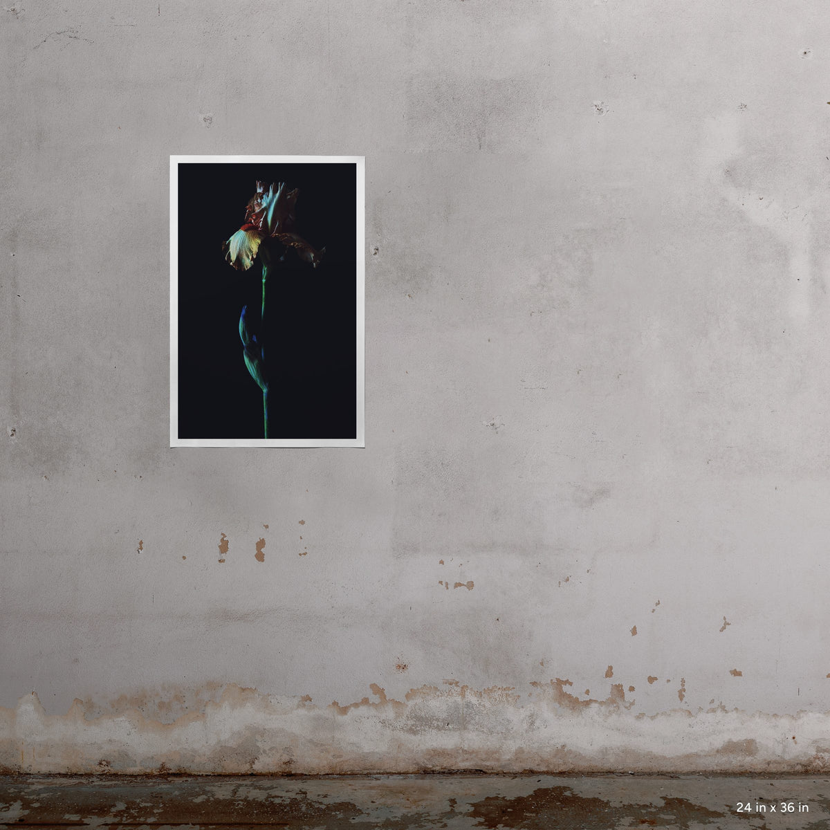 Dark Iris