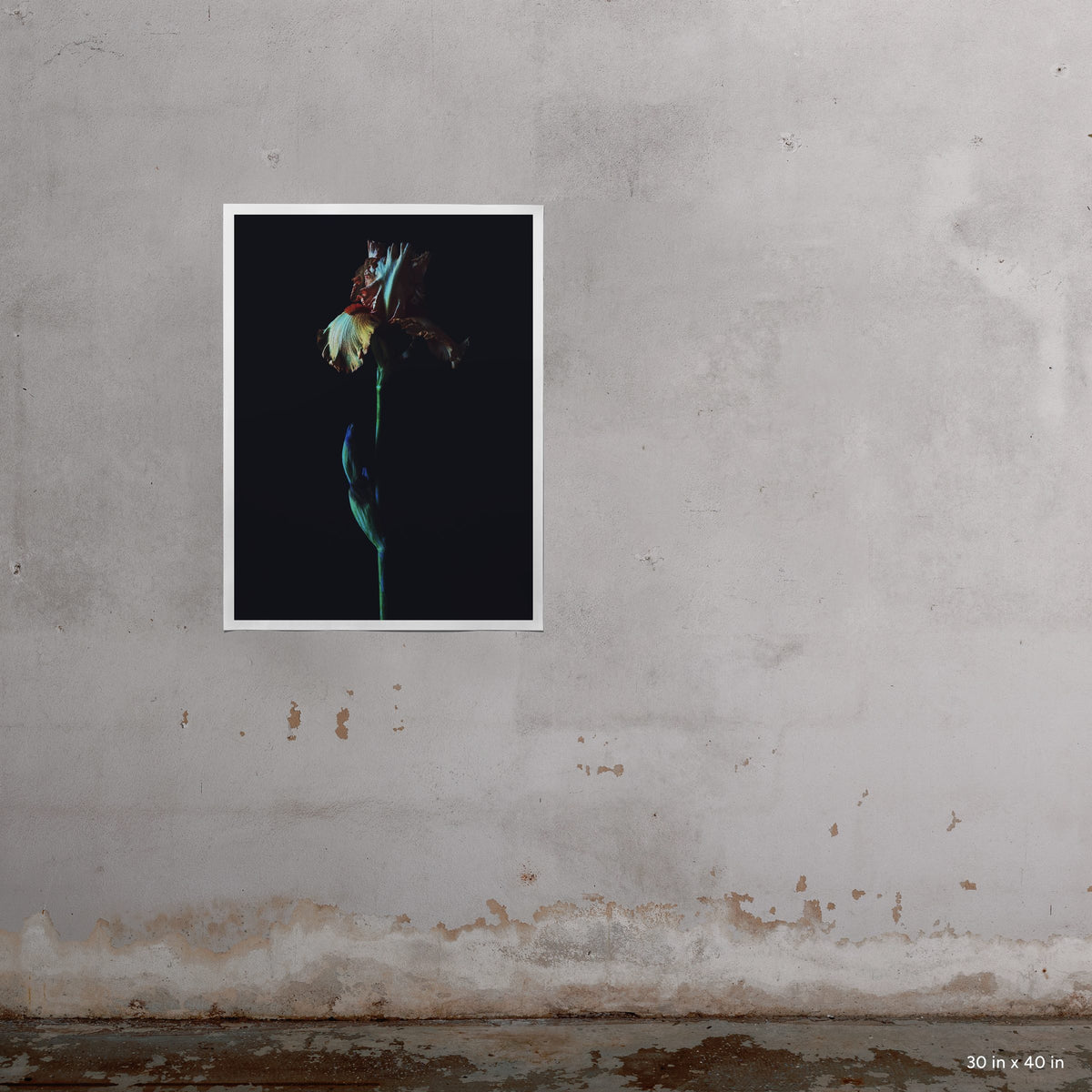 Dark Iris