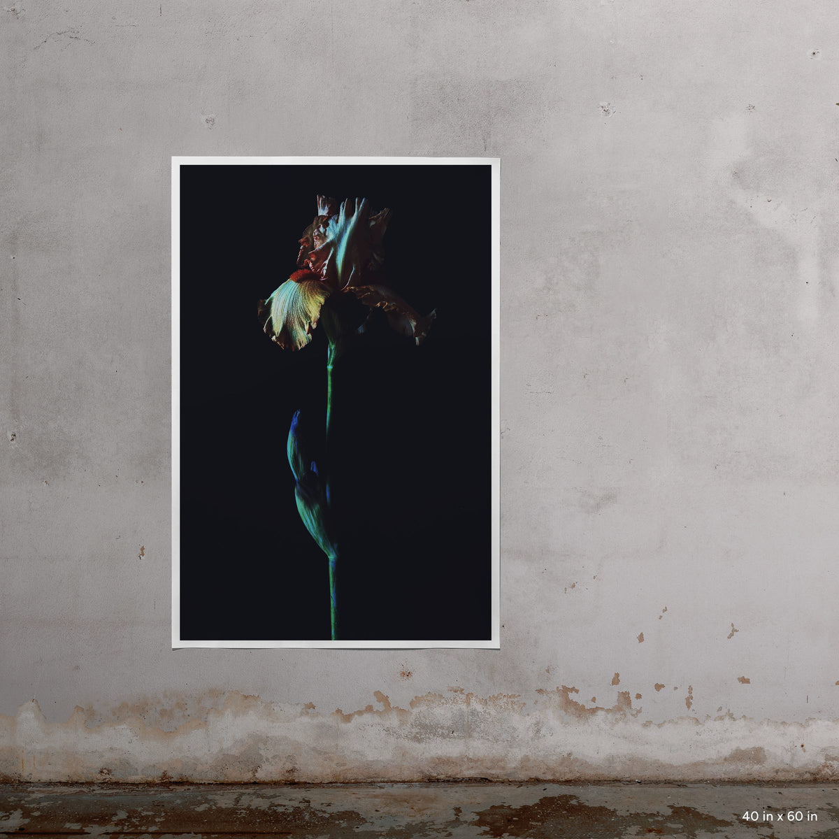 Dark Iris