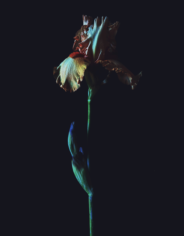 Dark Iris