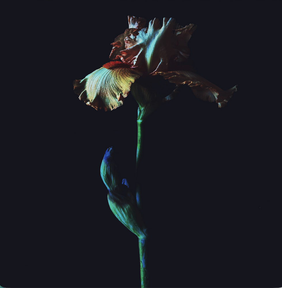 Ashley Woodson Bailey Dark Iris Artwork
