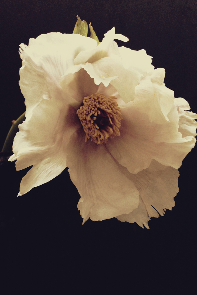 Grace