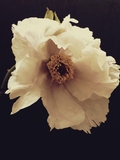 Ashley Woodson Bailey Grace Artwork