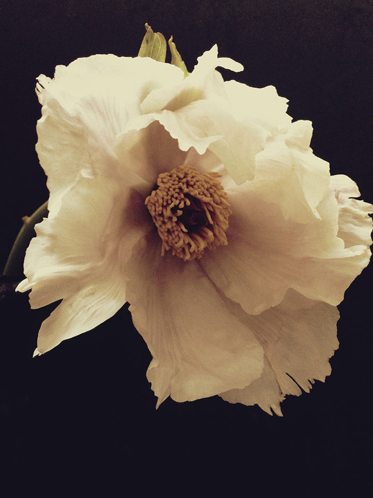 Ashley Woodson Bailey Grace Artwork