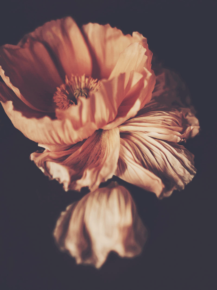 Ashley Woodson Bailey Gracias Artwork
