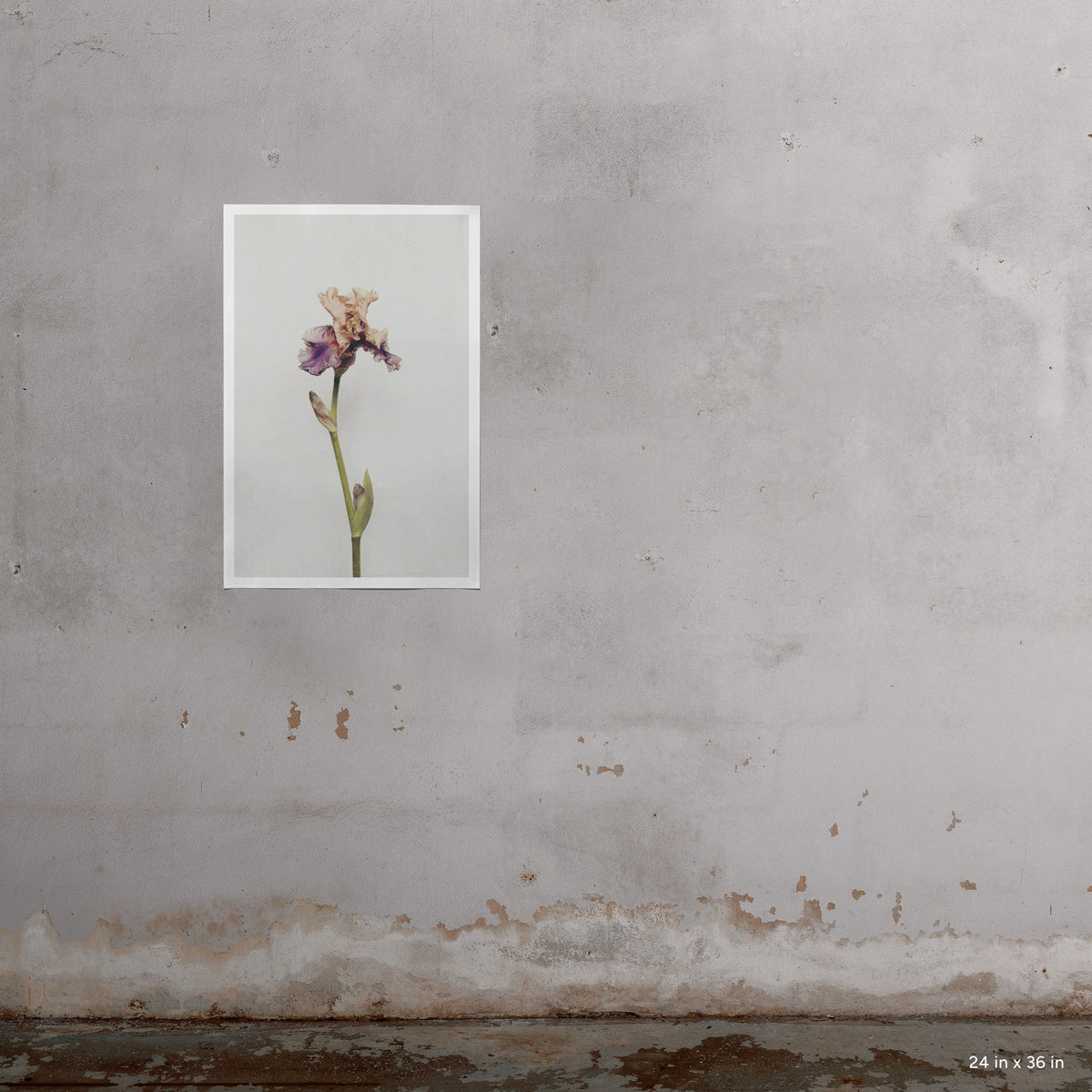 Iris