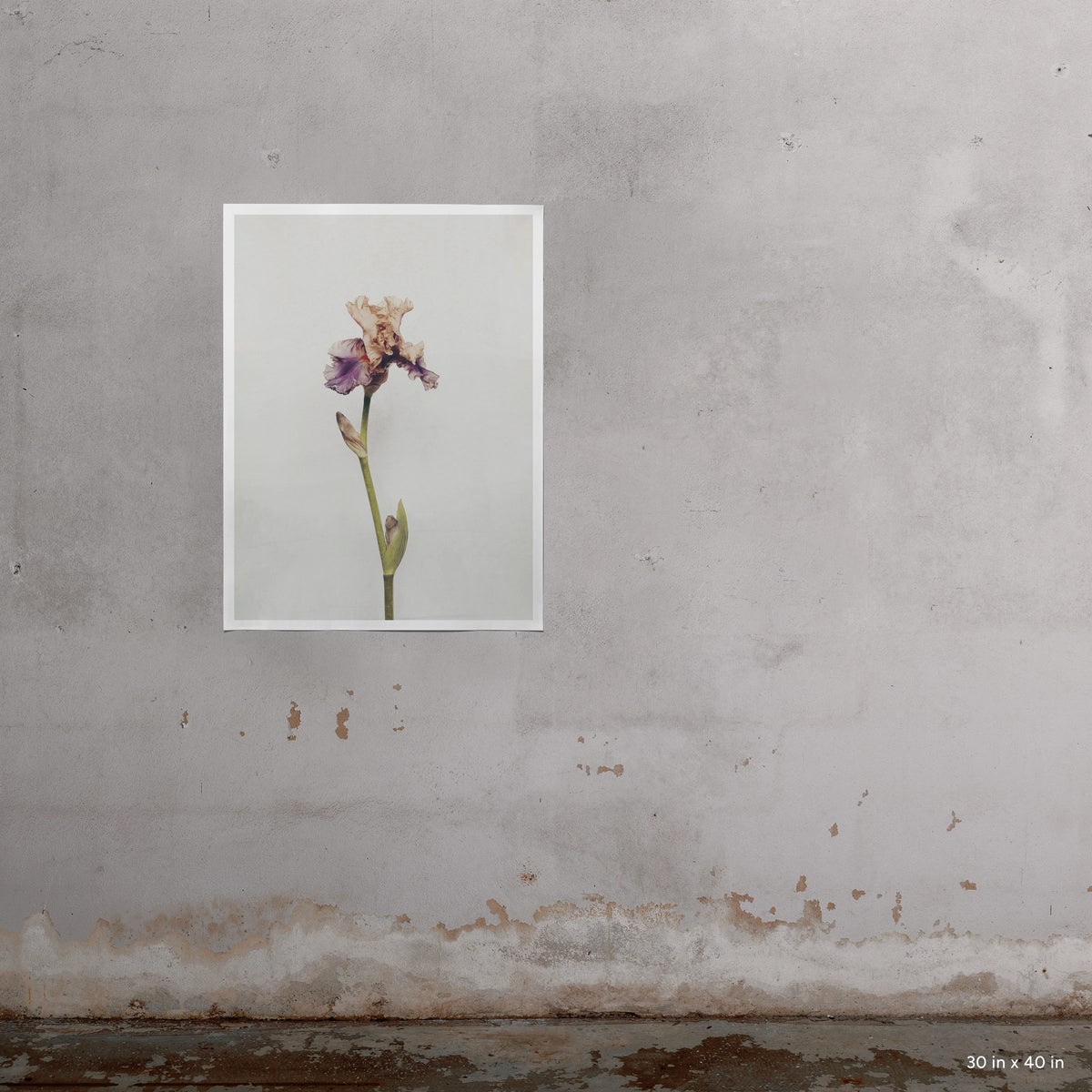 Iris