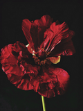 Ashley Woodson Bailey Morgana Artwork